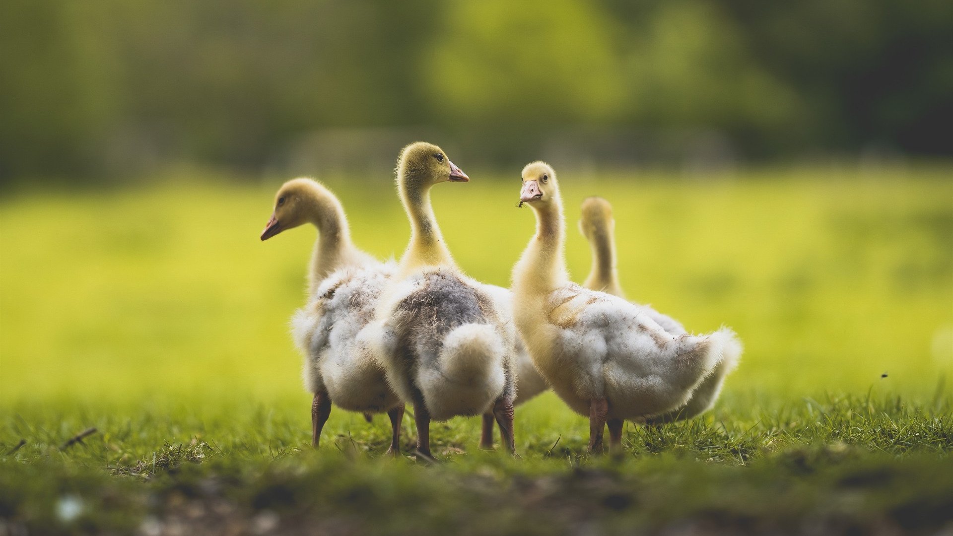 裁判判罚标准国际化趋势明显，国际裁判规则